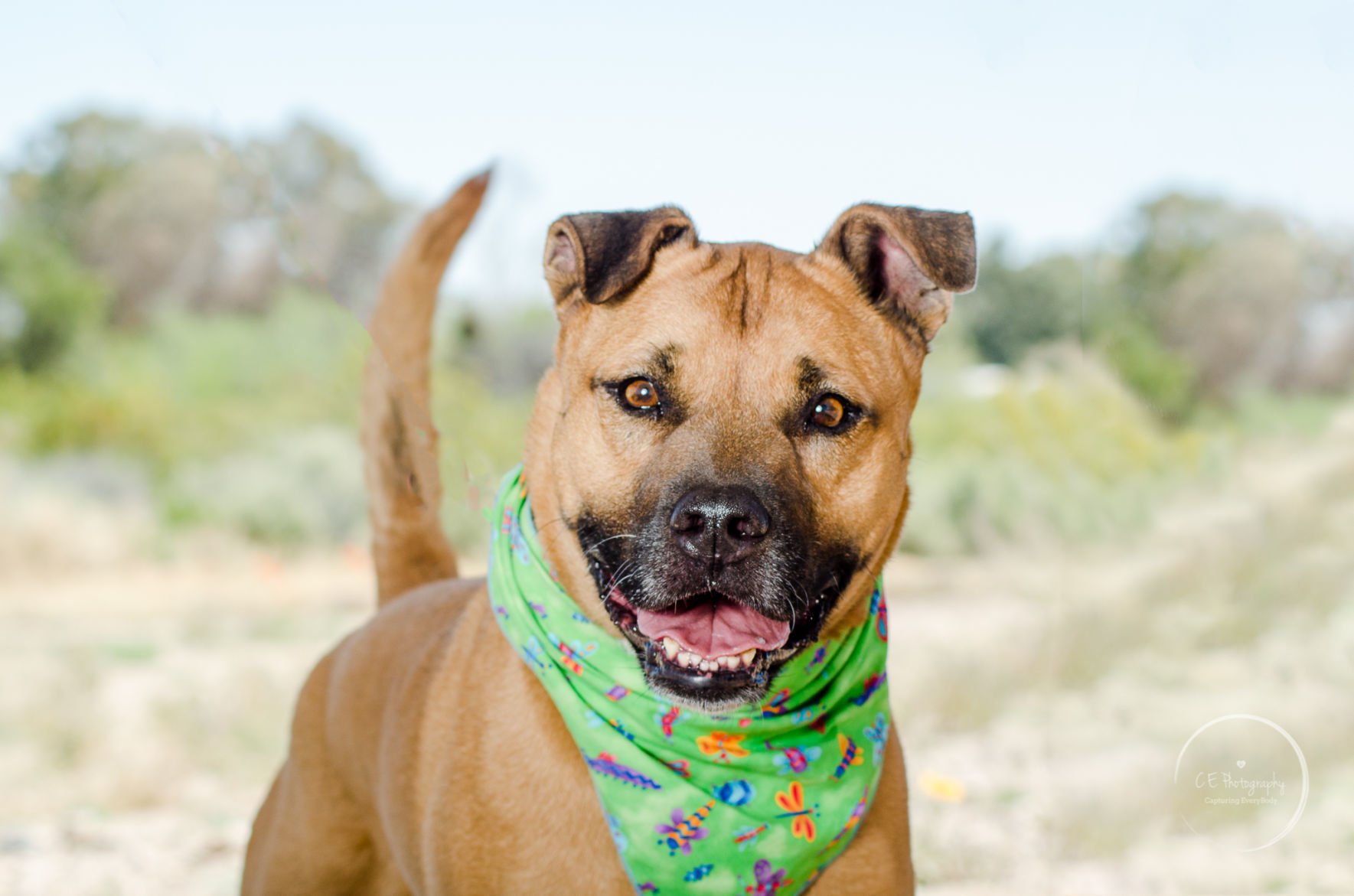 Adopt a friend: Murphy